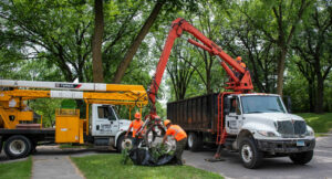 Carr's Tree Service at work